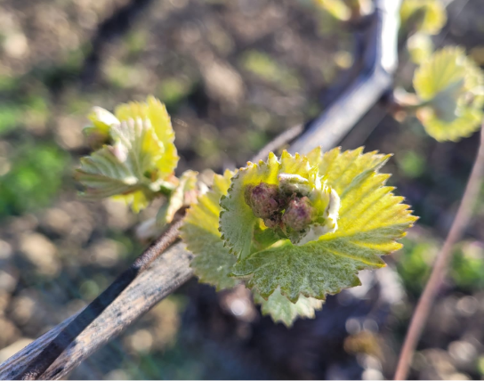 PHOTO-2024-07-26-13-06-51 4